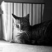 Marc Larose Photo 35