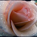 I Rose Photo 22