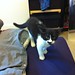 Clyde Goings Photo 10