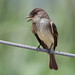 Phoebe Brown Photo 44