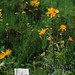 Kurt Haller Photo 18