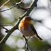 Robin Branch Photo 34