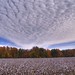 Virginia Fields Photo 30