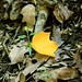 Anne Herring Photo 32