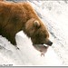 Patricia Bear Photo 25