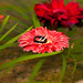 Christina Forsyth Photo 29