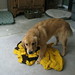 Thomas Kennel Photo 23