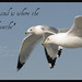 Angel Livingston Photo 27