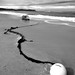 Sandy Burr Photo 28