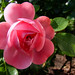 Rose Leonardo Photo 19