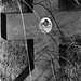Alice Fall Photo 25