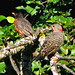 Robin Flicker Photo 12