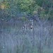 Thomas Deer Photo 21