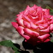 Avery Rose Photo 38