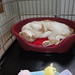 Ginger Stanley Photo 33