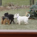 Archie Wilson Photo 41
