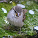 Deborah Sparrow Photo 24
