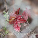 Crysta Brown Photo 24