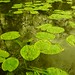 Robert Lillie Photo 25