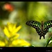 Jay Kumar Photo 28