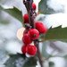 Holly Bush Photo 40