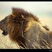 Leo Pappas Photo 21