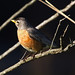 Robin Forsythe Photo 28