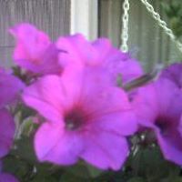 Rose Arnold Photo 5