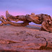 Jeffrey Pine Photo 24