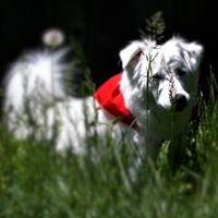 Andrew Gulick Photo 4