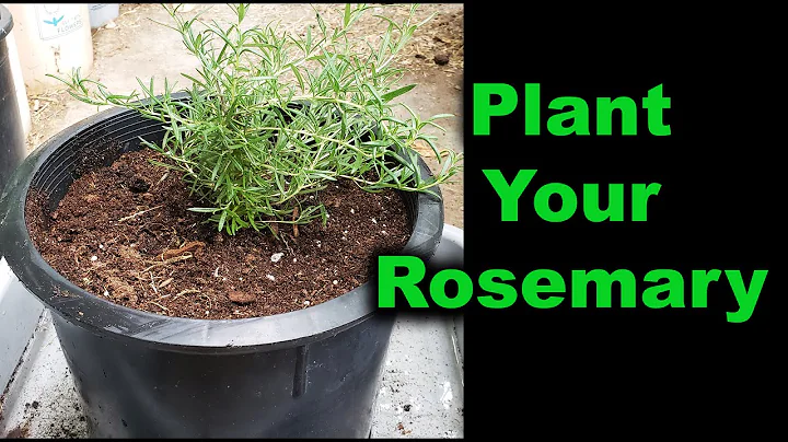 Rosemary Pote Photo 6