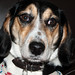 Ron Roscoe Photo 19