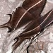 Chen Lim Photo 37