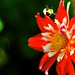 Susan Flowers Photo 36