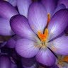 Joann Brock Photo 10