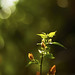 Chitra Iyer Photo 24