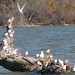 Duane Link Photo 17