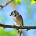 Jay Peck Photo 35