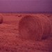 Curtis Bales Photo 16