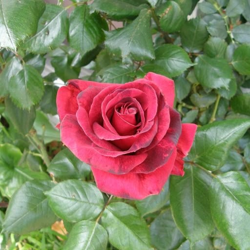 Sue Lawrence Photo 11