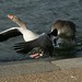 Martin Peck Photo 29