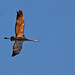 Larry Crane Photo 44
