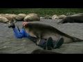Charlie Seal Photo 11
