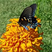 Cindy Keele Photo 6