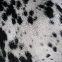 Sandra Neff Photo 8