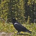 Cheri Crow Photo 15