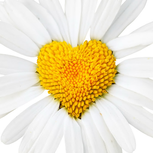 Daisy King Photo 14