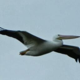 Cathy Davidson Photo 12