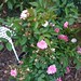 Rose Martin Photo 37