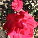 Rose Cline Photo 34